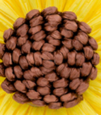 Patricia Nash Sunflower Earrings - Raffia Collection